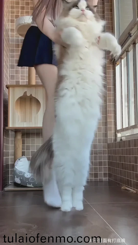 久久久无码一区二区三区少妇